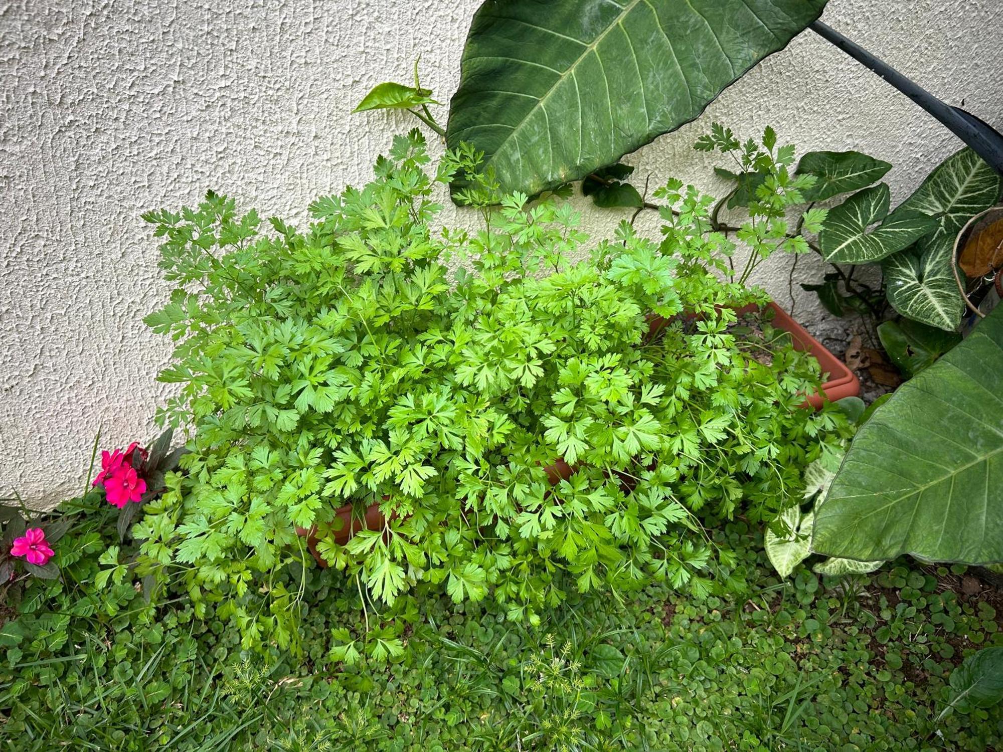 Casa De Praia Em Guaruja A 200 Metros Do Mar Εξωτερικό φωτογραφία